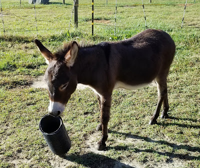 Mini donkey playing with a piece of drain tile