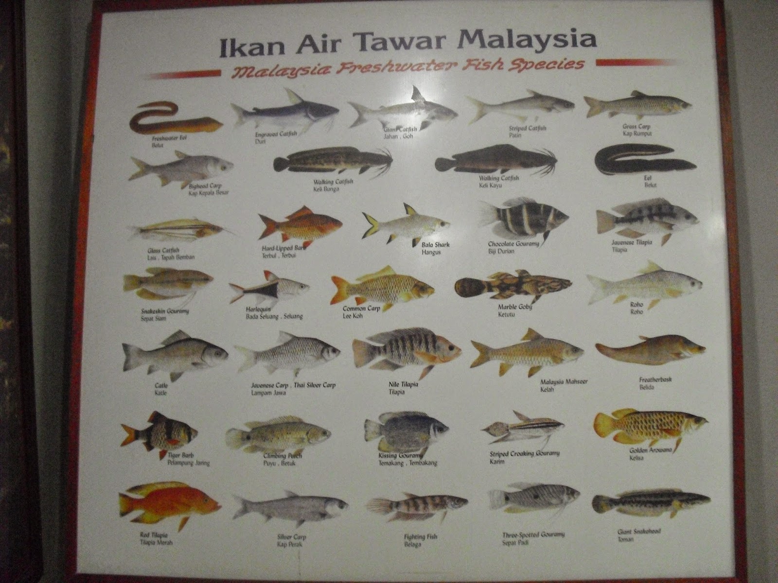 Cuti-cuti Bajet: Taman Ikan Air Tawar