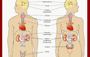 SISTEM ENDOKRIN VERTEBRATA