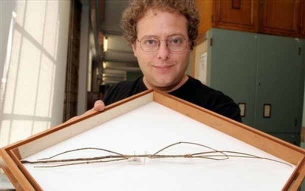 Giant Stick Insects