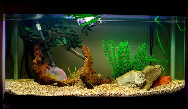 New Modern Lighting Systems Freshwater Aquarium Plants