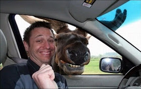 funny animals, smiling moose