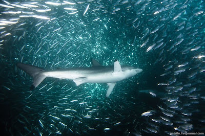 Underwater Symphony Seen On www.coolpicturegallery.us