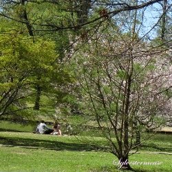 romantic picnic