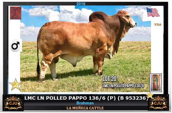 LMC Polled GPS 128/6 - La Muneca Cattle