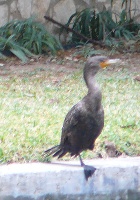 cormorant