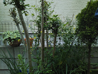 小松菜の栽培