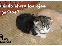 A Los Cuantos Dias Abren Los Ojos Los Gatos Recien Nacidos