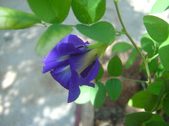 Butterfly-pea