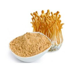 Cordyceps Mushroom Pure Culture Supplier Company in Saint Kitts and Nevis