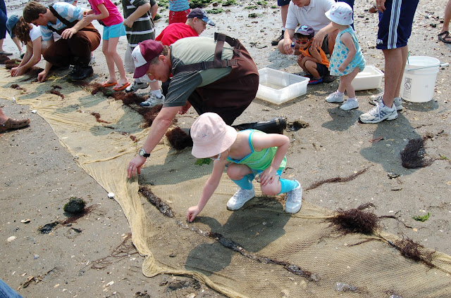 Group gathering sea creatures on beach