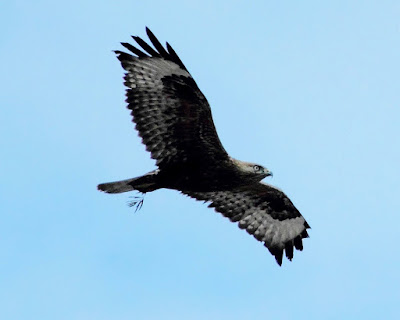 "White-eyed Buzzard a token for spring,carrying a fresh stalk of fresh leaves flying above ."