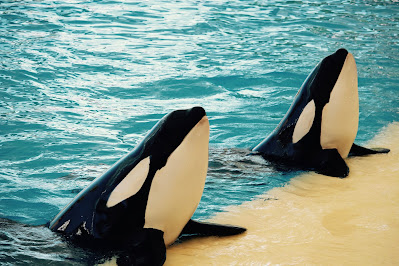 killer whale images