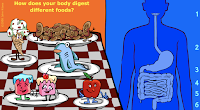 http://interactivehuman.blogspot.com/2008/05/digestion-interactive-game-for-kids.html