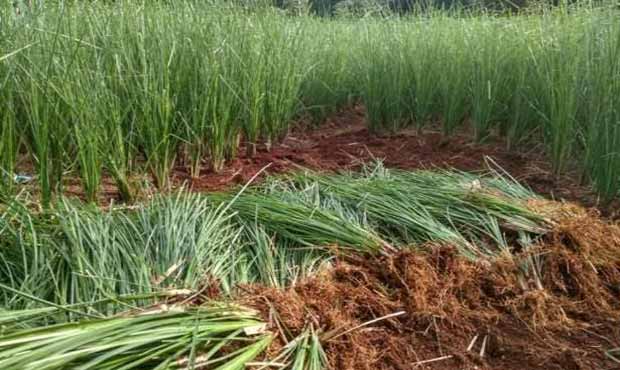 Tanaman Rumput Akar Wangi Efektif Cegah Longsor