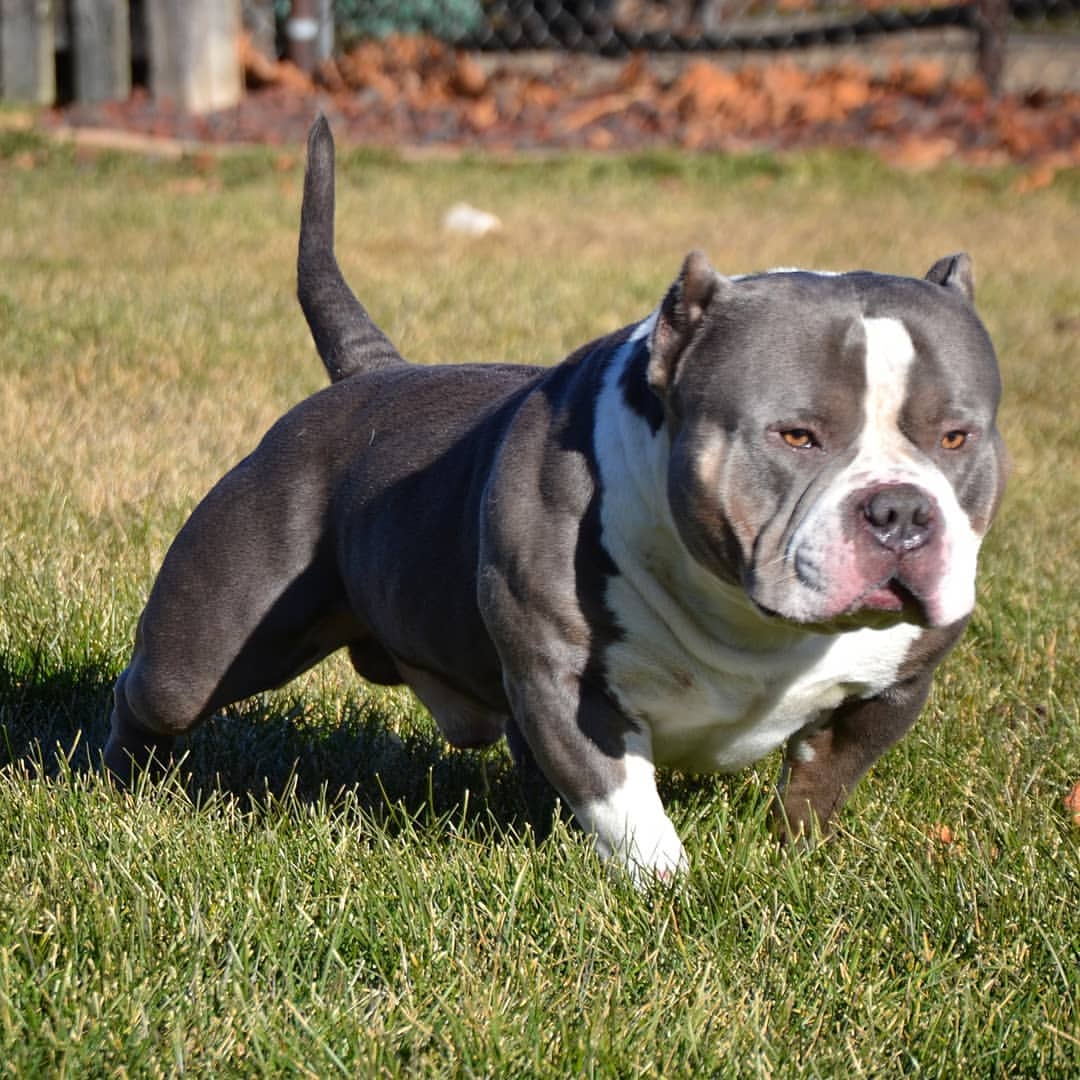 freePitbull: AMERICAN BULLY