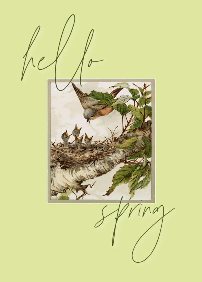 hello Spring printable with baby birds in nest