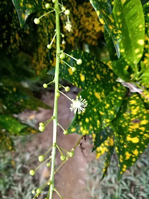 Familia Euphorbiaceae - Codiaeum variegatum