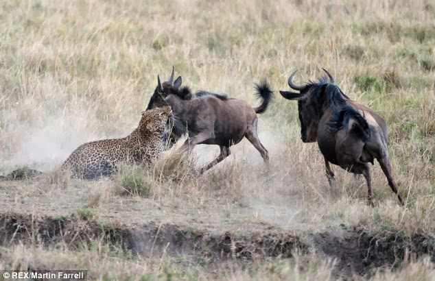 Wildebeest vs Leopard, Who win?