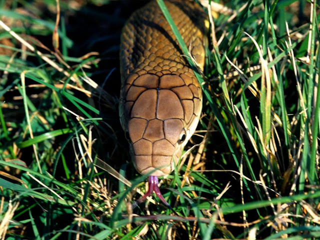 Deadly Beauty-Snake17