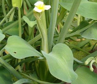 Manfaat Sayur Genjer Untuk Kesehatan  Bagikan Info