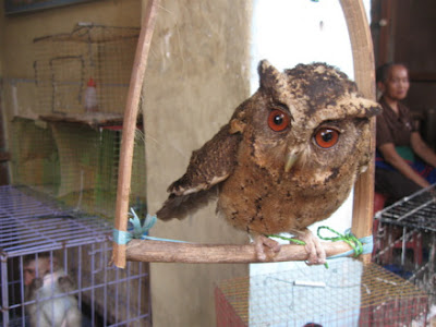 Apa Makanan Burung Hantu Celepuk?