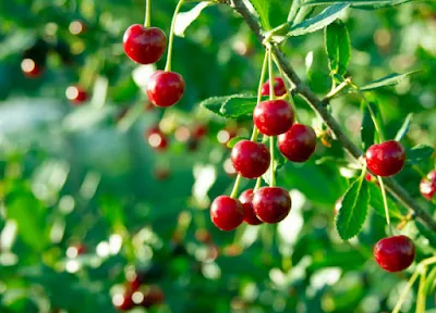 Cherries: Varieties, Cultivation, and Health Benefits