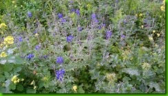 IMG_00004062