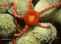 Ruby Brittle Star (Ophioderma rubicundum)