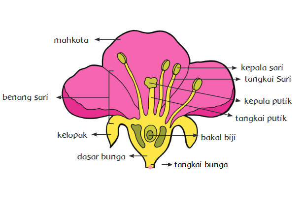 Populer 14+ Gambar Bagian Bunga Dan Cara Penyerbukannya