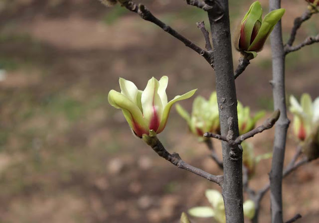 Magnolia Flower Pictures