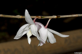 Ceraia crumenata