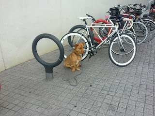 Perrito atado en aparcamiento de bicicletas