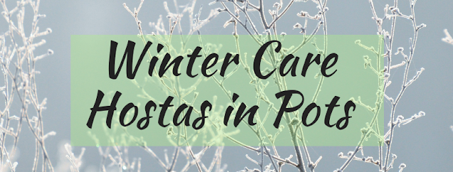Winter Care for Hostas in Pots