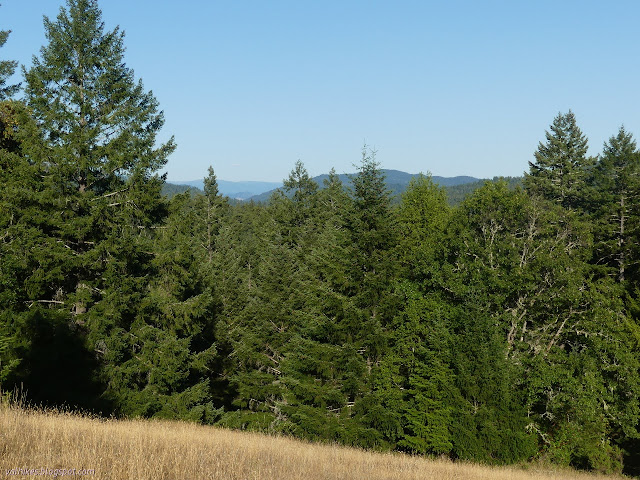 trees hiding valley