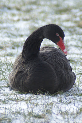 Swarte Swan - Zwarte Zwaan - Cygnus atratus