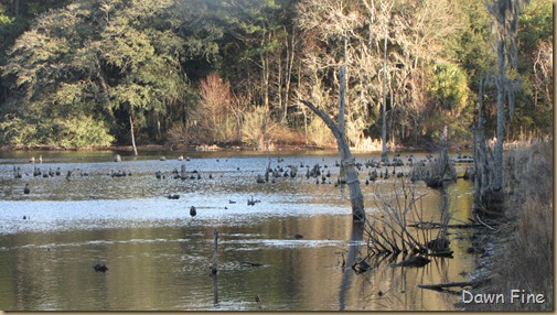 Harris Neck NWR_040