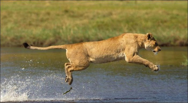 A mother lion fights a crocodile to protect her cubs, lion vs crocodile, animal fights