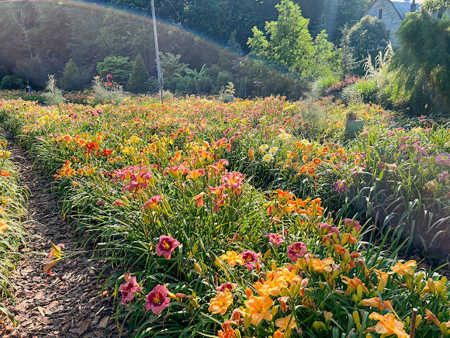 Blue Ridge Daylilies