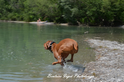 Magyar Vizsla rennt ins Wasser