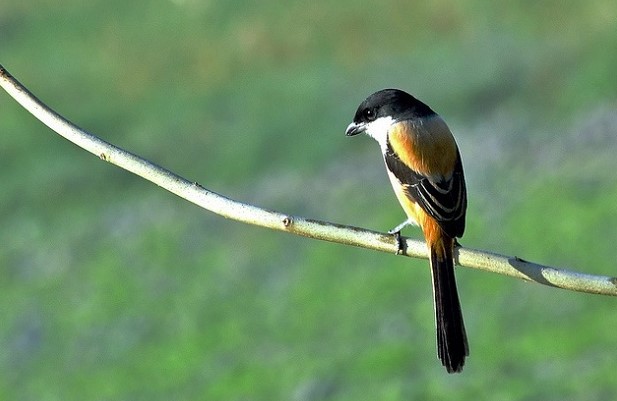 Perbedaan Burung Cendet Sembur Jantan dan Betina