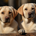 Comprehensive Guide to Labrador Retrievers