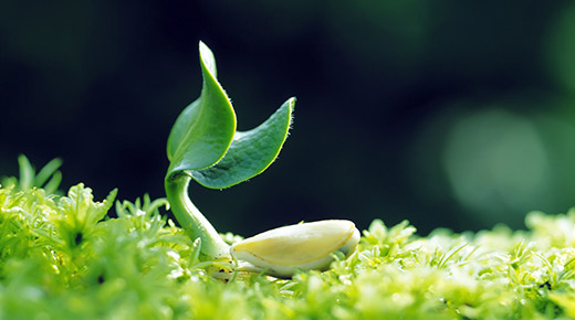 ¿Las plantas tienen conciencia e inteligencia?