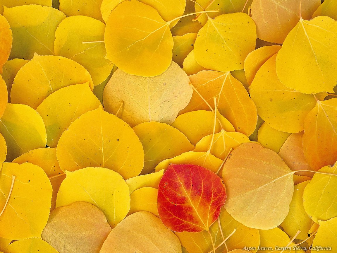 leaves