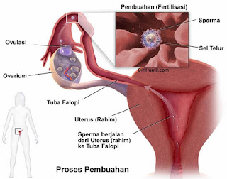 Proses Ovulasi (Pengertian, Fase, Kalkulator)