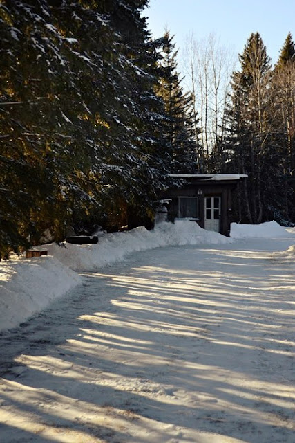 Boreal forest, Central Alberta, shovelled snow Feb 2018