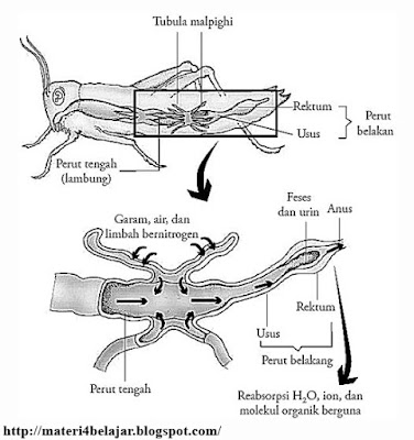 Penjelasan Lengkap Sistem  Ekskresi  pada Hewan  Invertebrata  