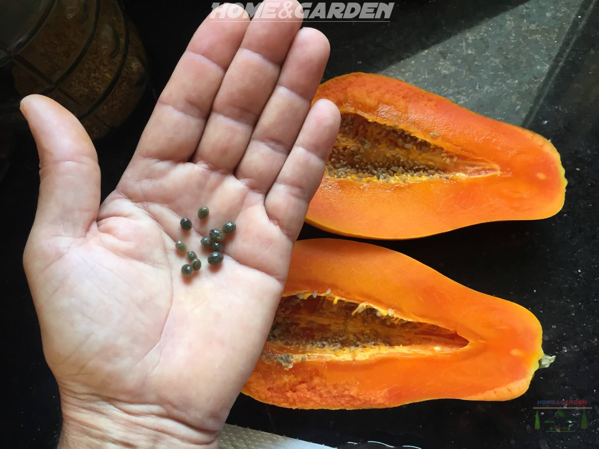Growing papaya from seed is the easiest and most successful way to get started. And of course it's also the cheapest. You can grow papayas using seed from shop bought papayas.