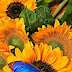 Blue Butterfly On Sunflower