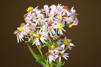 Zulte - See-Aster - Aster tripolium